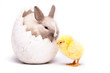 Yellow chick