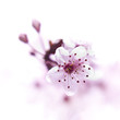 Foto: Blooming fruit tree Blooming fruit tree