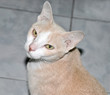 The Cat