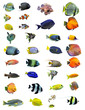 groupe de poissons tropicaux groupe de poissons tropicaux