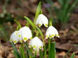 Märzenbecher Frühlingsknotenblume Märzenbecher Frühlingsknotenblume