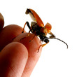 bug fly to you