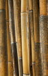 Bamboo trees