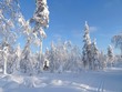 forêt finlandaise