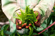 Old hand holding tea leaf