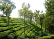 Tea Plantations at Munnar, India.