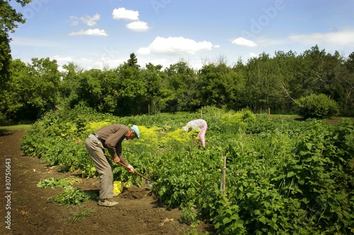 Photo: Senior Man Gardening Senior Man Gardening
