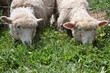 Lambs. Lambs.