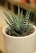 Plante grasse Haworthia fasciata Plante grasse Haworthia fasciata