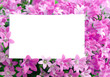 Photo: Weißer Freiraum für Text in Blüten gebettet Weißer Freiraum für Text in Blüten gebettet