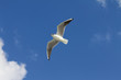 The white bird seagull flies over the sea.