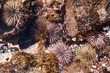 Hawaiian Sea Urchins