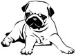 Pug Puppy Pug Puppy