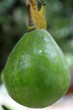avocat