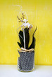 Phalaenopsis vase