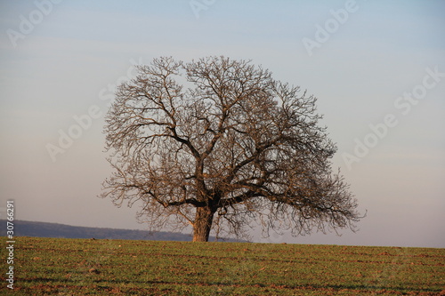 Photo: ARBRE en campagne ARBRE en campagne