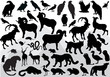 mountain animals collection isolated on white mountain animals collection isolated on white