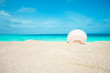 Beach concept. Sea shell with ocean on background