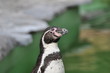 Pinguin