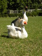 birds birds