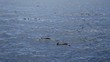 Groupe de dauphins en mer des caraibes.