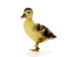Duck On The Walk