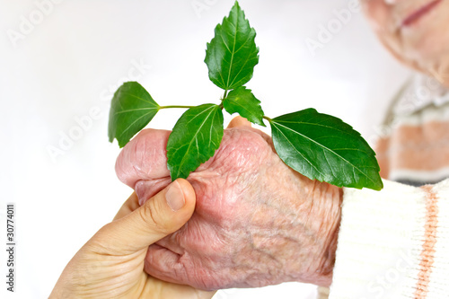 Photo: Senior's hand holding green plant Senior's hand holding green plant