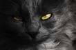 Chat noir