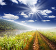 summer landscape