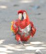 scarlet macaw walking on ground , pico bonito, honduras scarlet macaw walking on ground , pico bonito, honduras