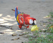 scarlet macaw eating star fruit on grass, pico bonito, honduras scarlet macaw eating star fruit on grass, pico bonito, honduras