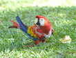 scarlet macaw on grass, pico bonito, honduras scarlet macaw on grass, pico bonito, honduras