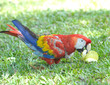 scarlet macaw eating star fruit on grass, pico bonito, honduras scarlet macaw eating star fruit on grass, pico bonito, honduras
