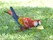 scarlet macaw eating star fruit on grass, pico bonito, honduras scarlet macaw eating star fruit on grass, pico bonito, honduras
