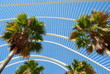 palme - mediterraneo