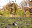 Grey Squirrel (Sciurus carolinensis) on the green