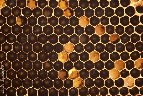 Photo: Stingless Honey Bee Hive Stingless Honey Bee Hive