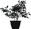 ficus (ficus benjamina linnaeus)