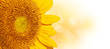 Tournesol, bannière