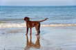 chocolate Labrador Retriever