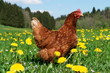 Hen