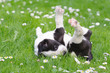 Puppies