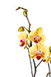 orchid