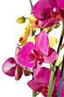 orchid