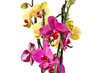 orchid