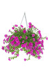 Petunia