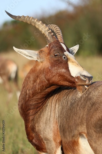 Photo: Blesbok Antelope with Itch Blesbok Antelope with Itch