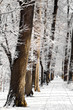 Allee im Winter