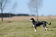 Photo: Hund blickt ins Land Hund blickt ins Land