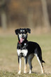 Photo: Junger Hund Junger Hund
